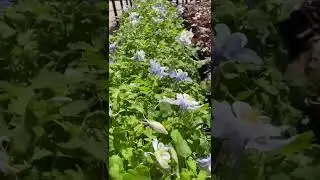 Aquilegia blooming happily #shorts