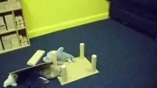 Stuffed Animal House