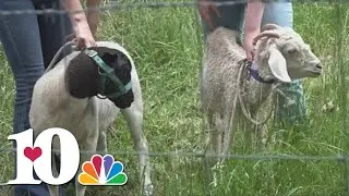 Fentress Co. school opens slaughterhouse on campus