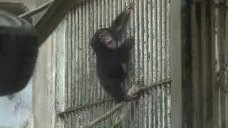 チンパンジー 双子の赤ちゃん Chimpanzee twin baby part5