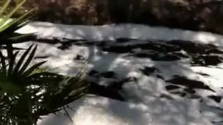 Robinson Branch Falls