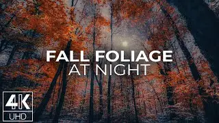 4K Autumn Night Forest Screensaver | Moonlit Foliage & Gentle Nature Sounds for Sleep & Relaxation