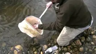 BUGZ!  Aquatic insect sampling on the Big Hole River, Montana