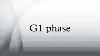 G1 phase