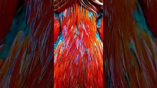 sandai seval ✨ #seval #sandakozhi #kattuseval #sevakattu🔥🔥 #hen #nativebirds#love #sevaleso&ntilde;ar #bird