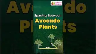 Avocado Plantation Spacing || Avocado Farming Tips || #avocadofarming #avocado #shorts #ytshorts