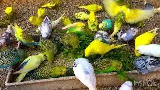 Cute Budgies eating natural green food | Beautiful Budgies breeding sounds