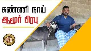 கன்னி நாயை வைத்து எப்படி எல்லாம் ஏமாற்றுவார்கள் ? | Tamilarin Veera Marabu