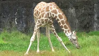 Cool Baby Giraffe - Amazing Giraffes from Japanese ZOO