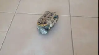 TURTLES FILPS