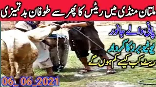 Multan Janwar Mandi Sahiwal Cholistani Nukre Ablak Dajil Brahman Bachre || Global Village Farming