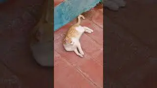 All the pets are watching #cat #Dog#Shorts