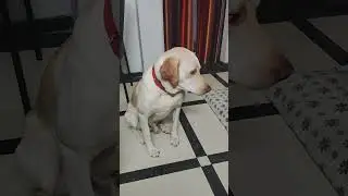 Irritating sound for dog #shorts