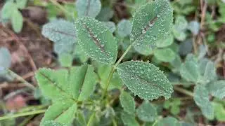Beauty of nature microgreens clover plants closeup with red stripe in middle of leaves