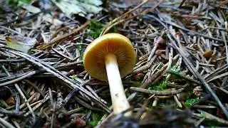Pilzanfrage oder Pilzbestimmungsanfrage 2 per Video, juergenhold im Wald. 🍄