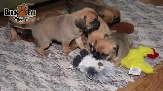 Puggle Puppies