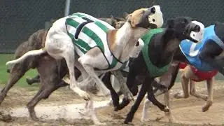 The Greyt Show of Greyhounds Promo