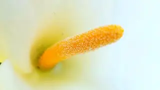 Amazing Beautiful Flowers Bloom in Spring.