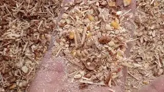 تغذية الماعز من الالف الى الياء