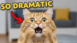 The World's Most DRAMATIC Cats | Funny Cat Videos 2026 | Little Cat Reacts