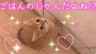 【猫の鳴き声】ごはんを催促してくる子猫の鳴き声が可愛すぎる！ #子猫 #猫の鳴き声 #マンチカン