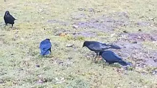 Jaco and his young friends + #lightlanguage #crow #crowlovers #feedingcrows