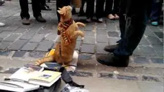 Delphiris meets Bob the big Issue Cat