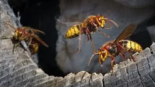 European hornets nest in our garden ~ Vespa crabro