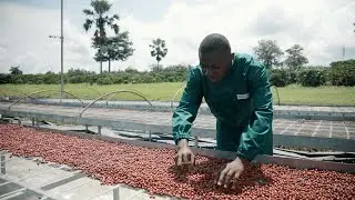 Nestl&eacute; aims to strengthen the coffee supply chain with new high-yielding Arabica variety