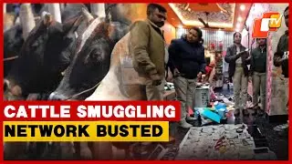 Keonjhar Police Crack Down On Cattle Smuggling Network, Rs 1.4 Crore Cash | Odisha