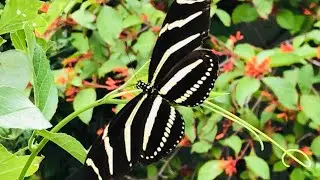 Peaceful Butterfly Gardening Inspirations