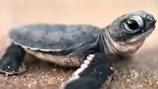 Andrew recites: The Little Turtle by Vachel Lindsay