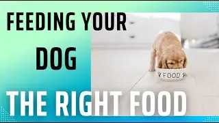 Feeding Your Dog: Choosing the Right Food