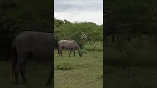 Wild Horses in Georgia.