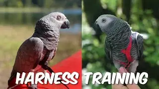 How to put a Aviator Harness on your parrot. African Grey parrot training.