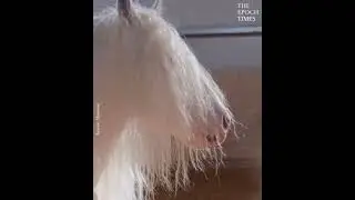 Beautiful #American White Shiny #Horse Stallion 😍❤ #BeautifulHorses #IncredibleEarth 💯