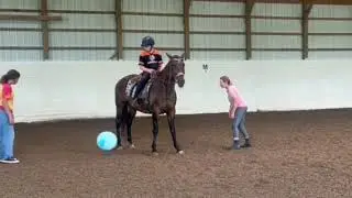 NEWBERRY WINNER - Adoptable Standardbred Mare - New Vocations