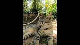 Sunbathing Tabby Cat | A Peaceful Garden Nap ☀️🐾. #cat #catlovers #cutecats #kitten