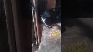 Я занимаюсь не тем делом #кошачийстрана #дикиекошки #кошки