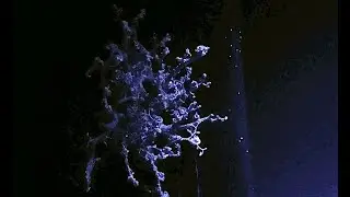 セノテヅルモヅル　Astrocladus coniferus