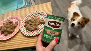 Nutrish Rachael Ray Wet Dog Food Chunks in Gravy Real Chicken & Veggies Recipe REVIEW
