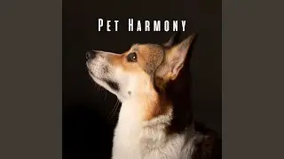 Harmony for Happy Pets
