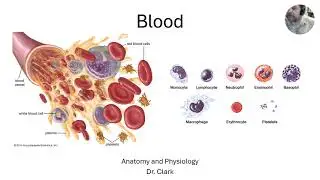 Lecture 12   Blood Part A