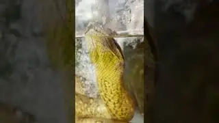 MICHIGAN'S FAVORITE REPTILE ZOO! I THE REPTARIUM