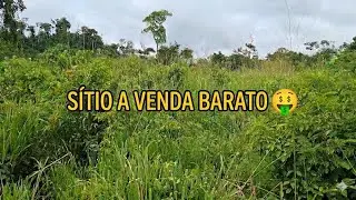 Terra a venda no estado do Pará, Veja o preço super barato!!!💵