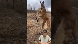 strong kangaroo