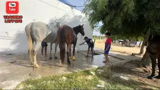 VAQUEIRO LEVY NA RESENHA COM OS AMIGOS NO PARQUE GUARANI