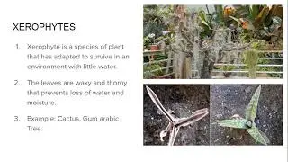 What Are Xerophyte Epiphyte HELOPHYTES Sciophytes And HELIOPHYTES