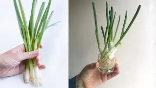 Are Raw Green Onions Good For You | Green Onion Benefits