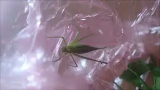 longhorned grasshopper bush-cricket Tettigoniidae.I took care of it now I'm returning it to the wild